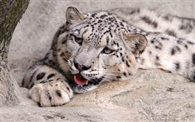 Snow leopard rest, stones HD wallpaper