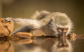 South Africa, monkey eating water HD wallpaper