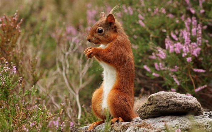 Squirrel, stones, bokeh Wallpapers Pictures Photos Images