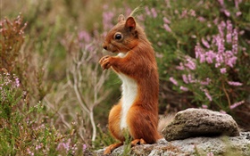 Squirrel, stones, bokeh HD wallpaper