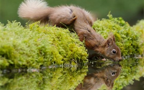 Squirrel thirst, drink water, moss HD wallpaper