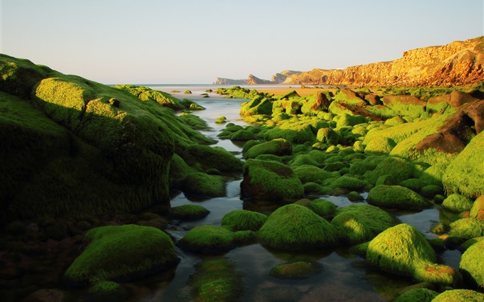Stones, rocks, algae, sea, moss Wallpapers Pictures Photos Images