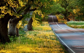Summer, trees, grass, road, morning, sun rays HD wallpaper