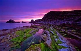 Sunset, sea, coast, stones, moss, purple sky HD wallpaper