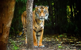 Tiger in forest, stripes HD wallpaper