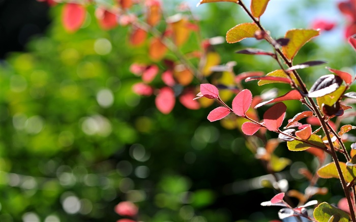Tree branch, leaves, nature, bokeh Wallpapers Pictures Photos Images