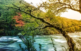 Trees, river, mountain, green moss HD wallpaper