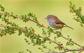 Twigs, bird, brown thornbill HD wallpaper