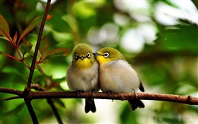 Two birds, branch, leaves, bokeh