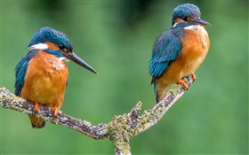 Two birds, kingfisher, tree branch HD wallpaper