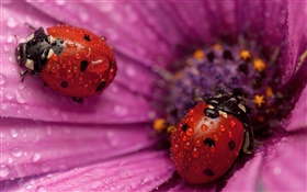 Two ladybugs, insect, pink petals, dew HD wallpaper