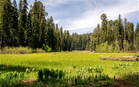 USA, California, Sequoia National park, forest, trees, grass HD wallpaper
