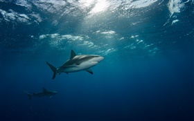 Underwater, sea, shark, swim HD wallpaper