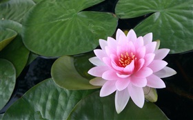 Water lily, pink flower, leaves, water HD wallpaper