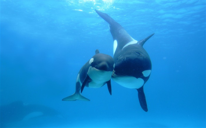 Whales, ocean, mother and child Wallpapers Pictures Photos Images