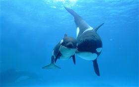 Whales, ocean, mother and child HD wallpaper