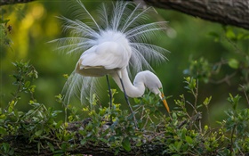 White feathers bird, branches, leaves HD wallpaper