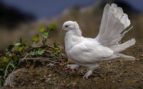 White pigeon, feathers, bird HD wallpaper