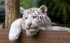 White tiger, big cat, blue eyes HD wallpaper