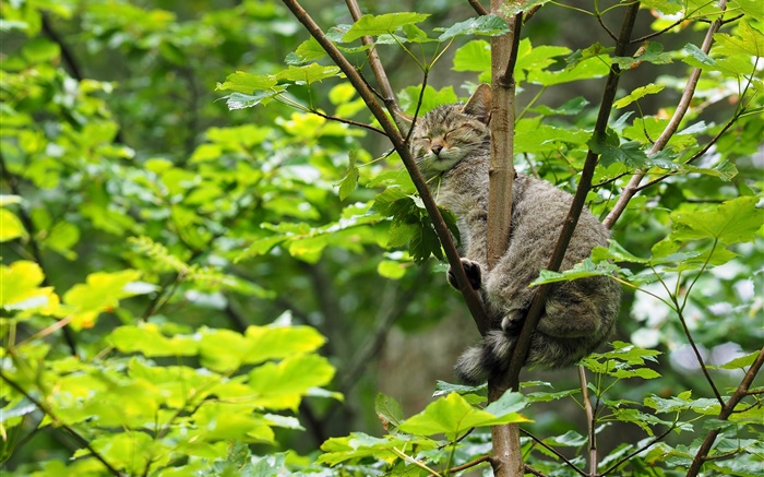 Wild cat sleeping in the tree, green leaves Wallpapers Pictures Photos Images