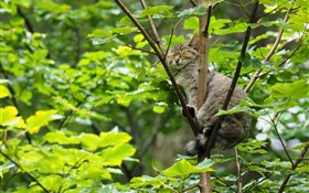 Wild cat sleeping in the tree, green leaves HD wallpaper