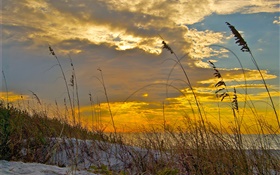 Winter, clouds, sky, sunset, grass, plant HD wallpaper