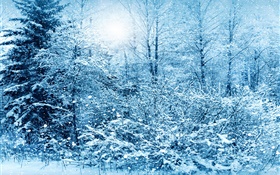 Winter, trees, spruce, white snow HD wallpaper