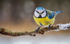 Winter, yellow white blue feathers bird HD wallpaper