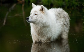 Wolf in the river HD wallpaper