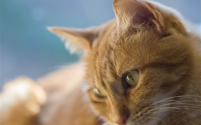 Yellow eyes cat, face Wallpapers Pictures Photos Images