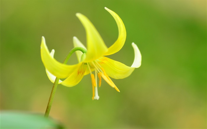 Yellow flower macro, petals, stamens Wallpapers Pictures Photos Images