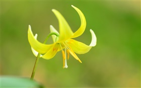 Yellow flower macro, petals, stamens HD wallpaper