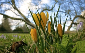 Yellow flowers, green leaves, trees, bokeh
