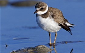 A bird in water HD wallpaper
