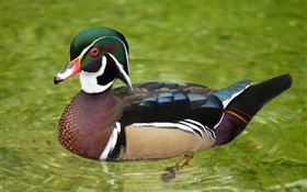 A duck bird in water HD wallpaper