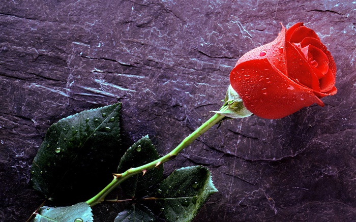 A red rose, water drops Wallpapers Pictures Photos Images