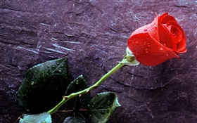 A red rose, water drops HD wallpaper