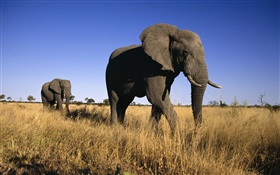 African elephant HD wallpaper