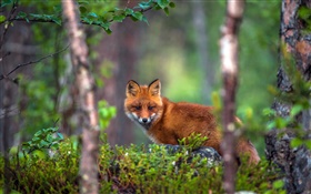 Animal fox in the forest HD wallpaper