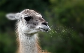 Animal llama face HD wallpaper