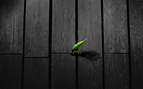 Ant move a leaf, wooden board, creative pictures HD wallpaper