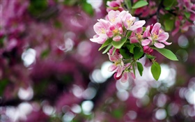 Apple tree, pink flowers, spring, bokeh HD wallpaper