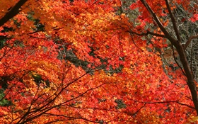 Autumn, beautiful maple leaves, red color, trees HD wallpaper