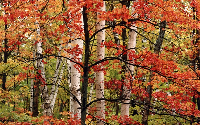 Autumn, forest, birch, red leaves Wallpapers Pictures Photos Images