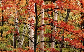 Autumn, forest, birch, red leaves HD wallpaper