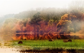 Autumn, forest, trees, pond, foliage, fog, morning HD wallpaper
