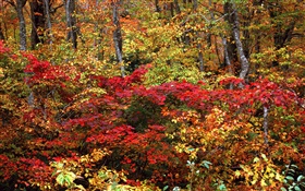 Autumn forest, twigs, red and yellow leaves HD wallpaper