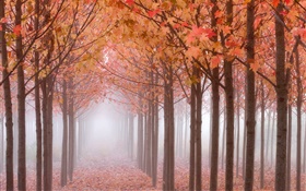 Autumn morning, trees, red maple leaves, fog HD wallpaper