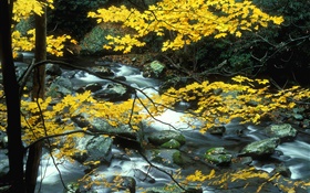 Autumn, nature scenery, yellow leaves, trees, creek HD wallpaper