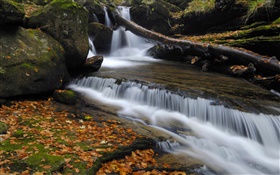 Autumn, red leaves, creek, stream HD wallpaper